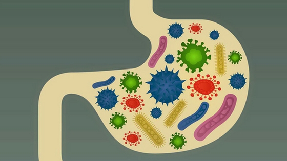 Gut Flora And The Key To Gut Health